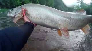 Musky Fishing In The Rain