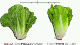 Greenleaf Produce Enhancers Put to the Test