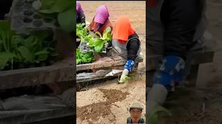 Nông dân cấy rau mà giống như đi du lịch và chơi trò chơi 👍👌 #agriculture #farming #satisfying