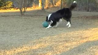 Jake the Border Collie