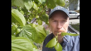 A Cold-Hardy Tree that You Can EAT! – Karl’s Food Forest Garden - S001E046