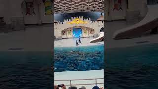 Marineland Canadá #marineland #dicas #turismo #oquefazer #zoo