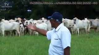 #FAZENDA #BOVINO #PECUARISTA DE GOIÁS UTILIZA 100% TOUROS BRAHMAN PO EM VACADA NELORE