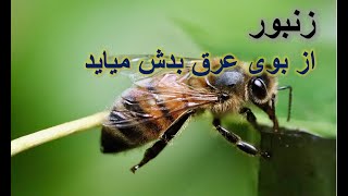 حقایق جالب و عجیب از سراسر جهان