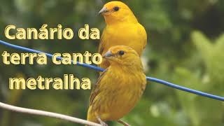 Canário da terra canto metralha para encarte.