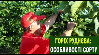 №139 Саджанці горіха Руднєва: особливості сорту