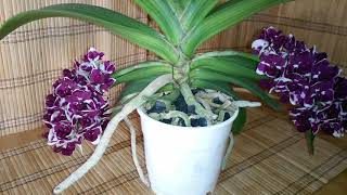 Ещё одно цветение орхидеи Ринхастилис Rhynchostylis gigantea