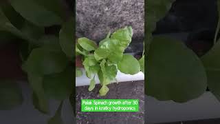 Palak Spinach growth after 30 days in kratky hydroponics