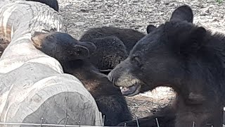 HOW A FEMALE BEAR🐻 LIVES WITH HER CUBS | 👍ANIMALS