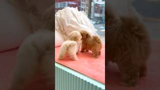 puppies playing