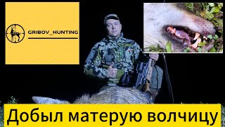 Добыл матерую волчицу и сохранил фермерское хозяйство!