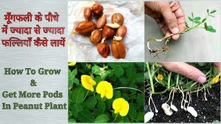 How To Grow Peanut In A Pot - Easy Process With Updates #Groundnut #