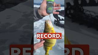 This lake pumps out GIANT PERCH!!! #Walleye #walleyefishing #fishing #shorts #perch