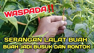 PART 23 : Cara Tepat Mengatasi Lalat Buah Dan Busuk Buah Tanaman Cabe