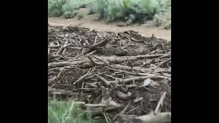 Woody Debris Flow