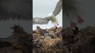 Gull feed their chicks regurgitated meals an as you can see it can turn into afeeding frenzy #shorts