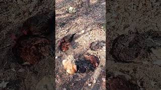 Chickens Happy And Relaxed Dust Bathing