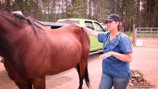 Horse Ulcers Symptoms & Pressure Points with Equine Vet Doc Jenni