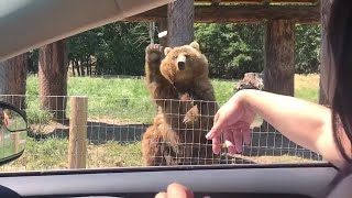 Bear Catching Bread and saying Hi