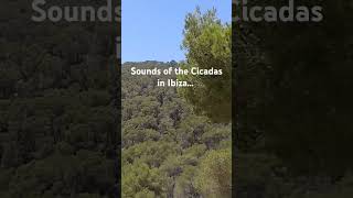 Sounds of the Cicadas in Ibiza. #unwind #mindsetmatters