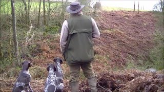 Gundog Training, Marks in Fern with gully