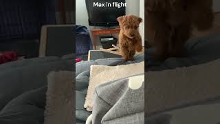 #shorts Max in Flight!!!  #puppy #puppyvideos #puppylife #dog