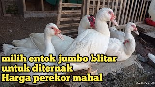 harga entok jumbo perekor berbeda dari kualitas