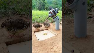 Create Simple Bird Trap - Quail Trap #shorts