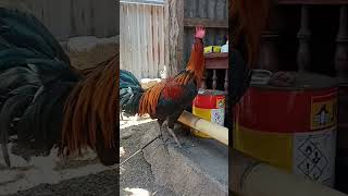 Coba Di Tebak Apa Jenisnya Ayam Ini???...