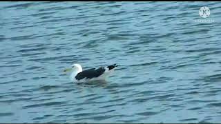 Gaviota dominicana (Larus dominicanus)