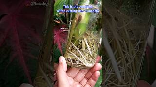 Best Way to Root A Monstera Deliciosa Cutting - Monstera Plant Propagation