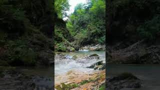 Stream in the forest. Birds. ASMR #shorts