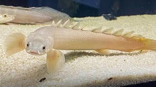 Polypterus Senegalus, Caborja, novo sump e atualizações.