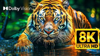 WILD WORLD 8K ULTRA HD WITH DOLBY VISION 120FPS