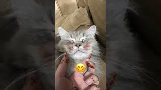 Emoji challenge cat | Funny cat | White Persian cat | Popular cats of TikTok