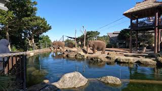 WALKING TOUR: Taronga Zoo, Sydney.