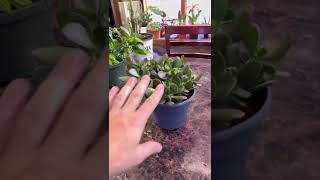 Jade Plant Care in 2 Easy Steps