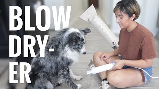 WHAT BATHING MY AUSTRALIAN SHEPHERD LOOKS LIKE | JellyFish Dog Blow Dryer Unboxing & Review!