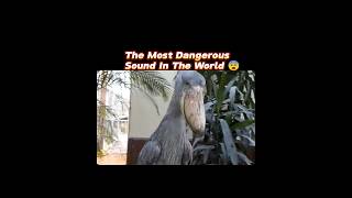 Most Dangerous Birds Sound In The World 😨 !! #shorts #ytshorts #shortvideo #shortvideo #facts