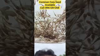 Common Carp Seed available.#fish #fishing #fishingvideo Any Details Contact me. Kolkata,West Bengal.