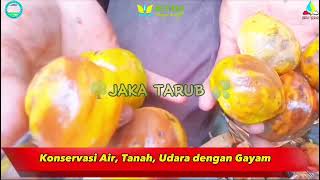 KONSERVASI AIR, TANAH, UDARA DENGAN GAYAM #mitos #konservasi #air #tanah #udara #airhujan #youtuber