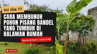 Cara membunuh pohon pisang yang selalu tumbuh di halaman rumah