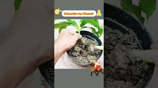 Propagation of mango tree with aloe vera, New technique 5 Reasons People Succeed at mango