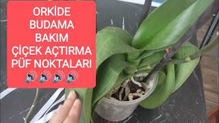 Orkide çiçeği BUDAMA BAKIM ( BUDAMA ORKİDEYE ÇİÇEK açtıracak) - Genel Bitkiler