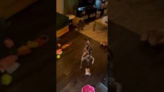 Cat and Puppy chase each other #shortvideos #dog #cat #trending #puppy