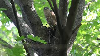 Coopers Hawk, Colonel Samuel Smith Park, 06/13/23