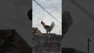 Rooster Crowing | rooster sound effect #shorts #short"