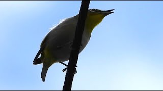 メジロ さえずる。　　さえずり　囀り　囀鳴　鳴き声　姿