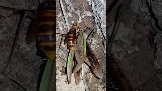 [자막] 장수말벌의 왕사마귀 사냥 オオカマキリを狩るオオスズメバチ Asian Giant Hornet preys on a Praying Mantis