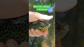 They all look the same #fishing #catchandrelease #creekfishing #sunfish #shorts #home #beautiful